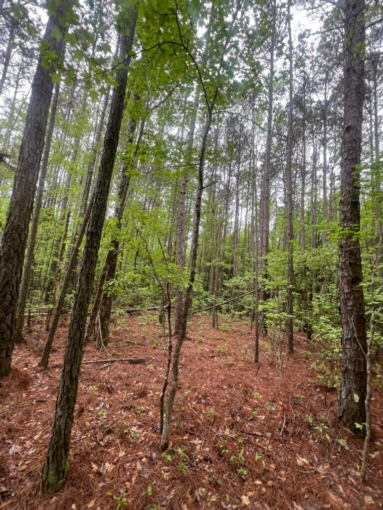 Tall pines and hardwoods inside a McCool Estates tract