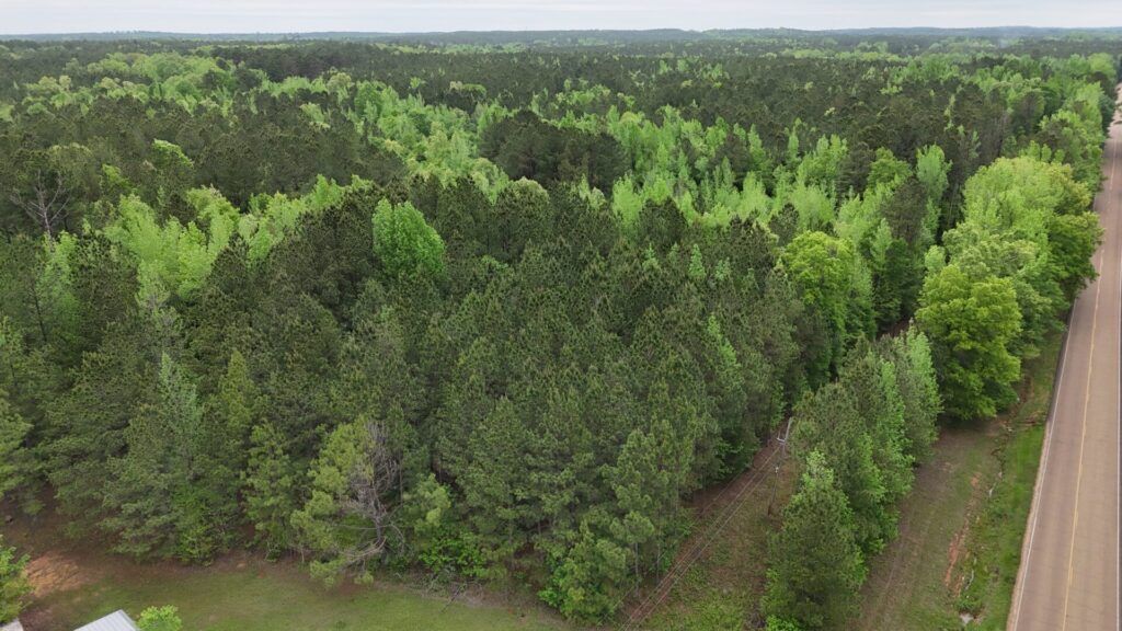 Aerial view of pine and hardwood timber at McCool Estates