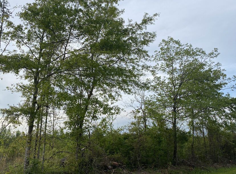 Hardwood trees at Union Ridge near Noxapater, MS