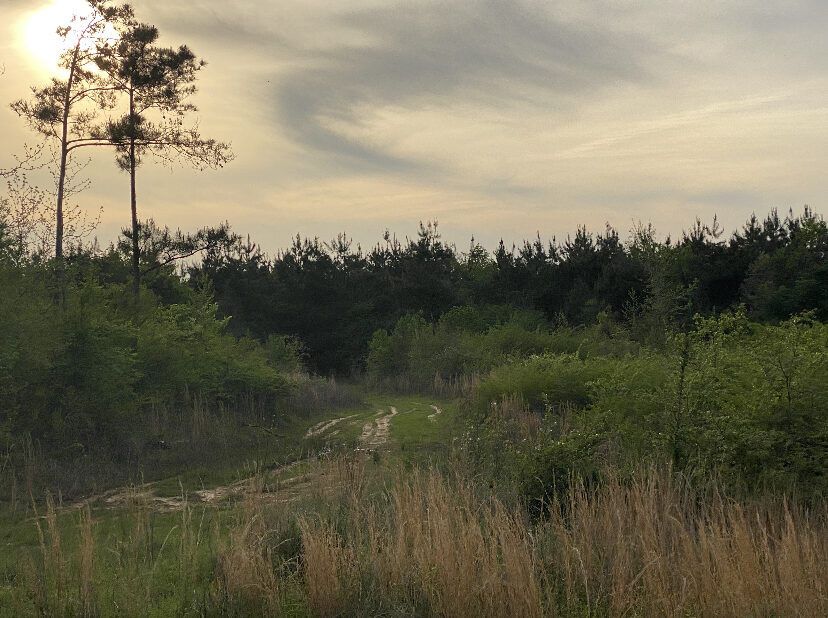 Union Ridge land for sale near Noxapater, Winston County, Mississippi
